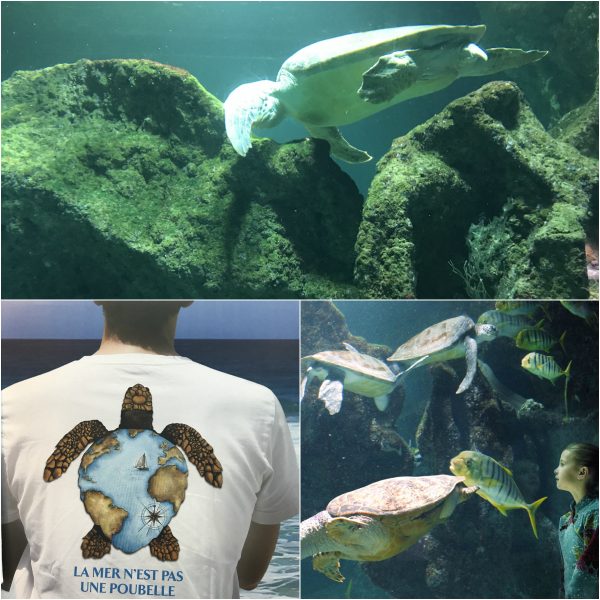 Meeresschildkröten La Rochelle Aquarium