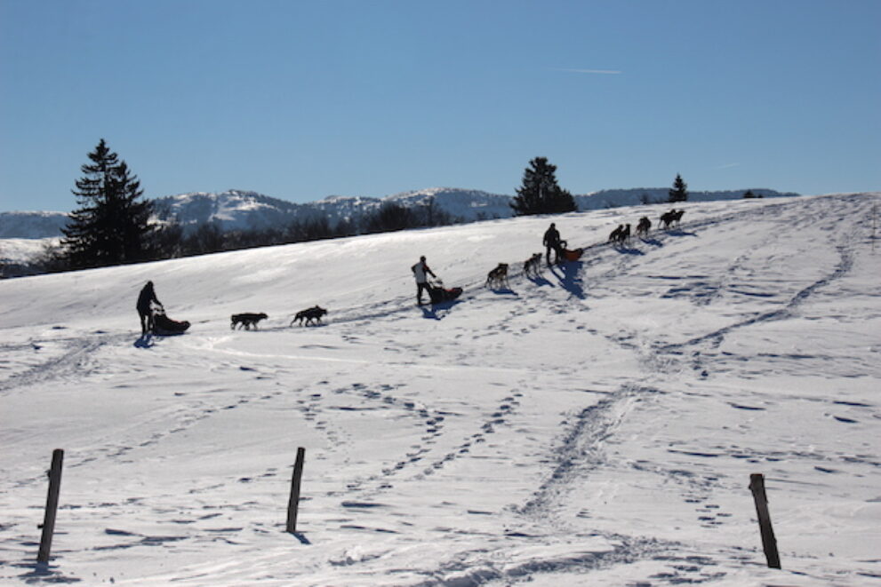 Wintersport im französichen Jura - Hunden