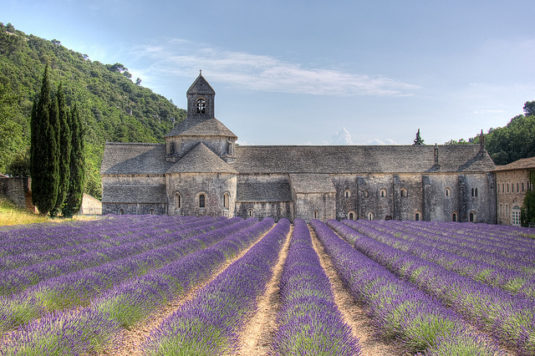 Die bekannte Abtei von Sénanque, nahe Gordes 