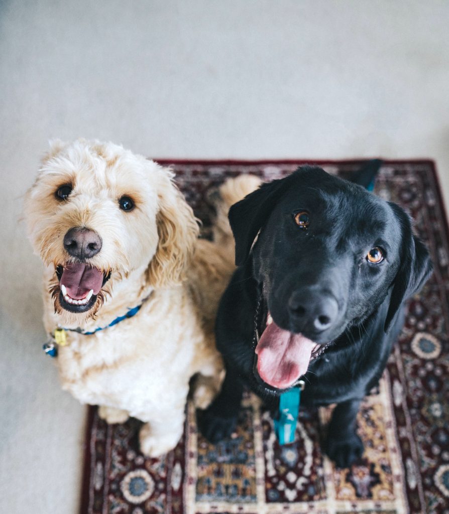 Hundefreundliche Hotels in Frankreich - Tipp von frankreich
