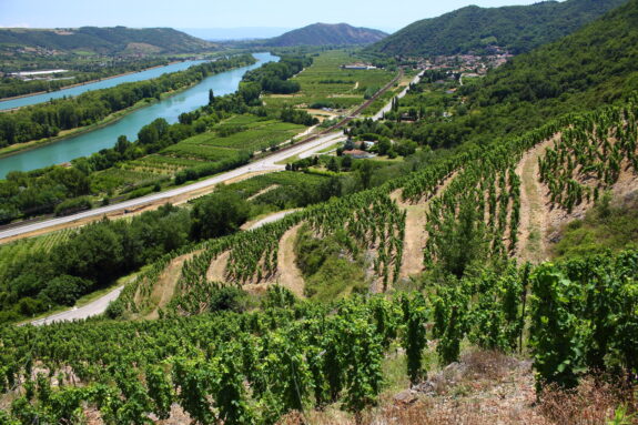 Weinberge Rhône