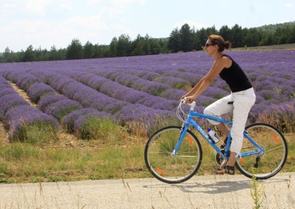 Lavendelfelder Radfahren Vaucluse Frankreich