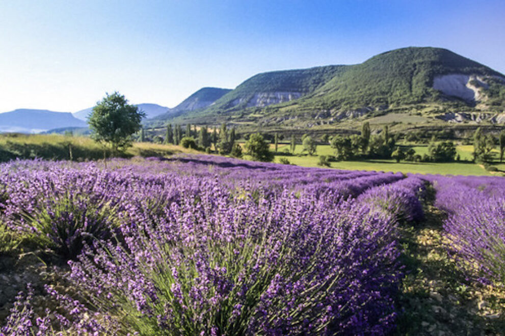 Drôme Tipps Lavendelfelder