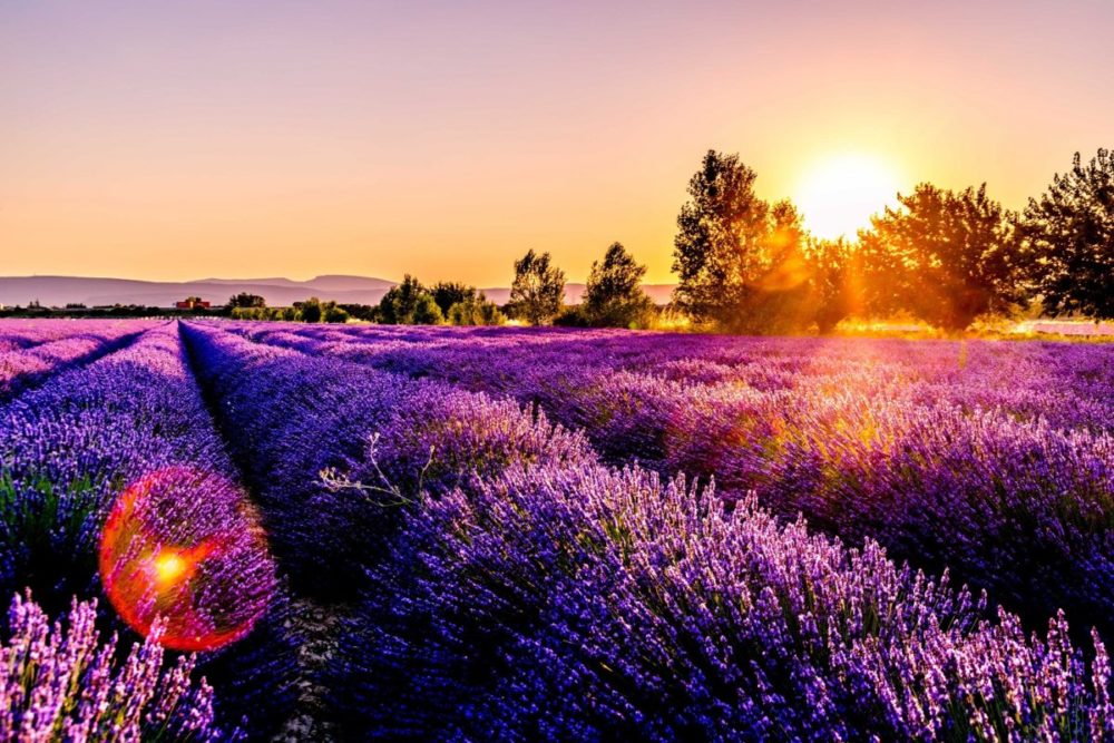 Lavendelfeldern Provence