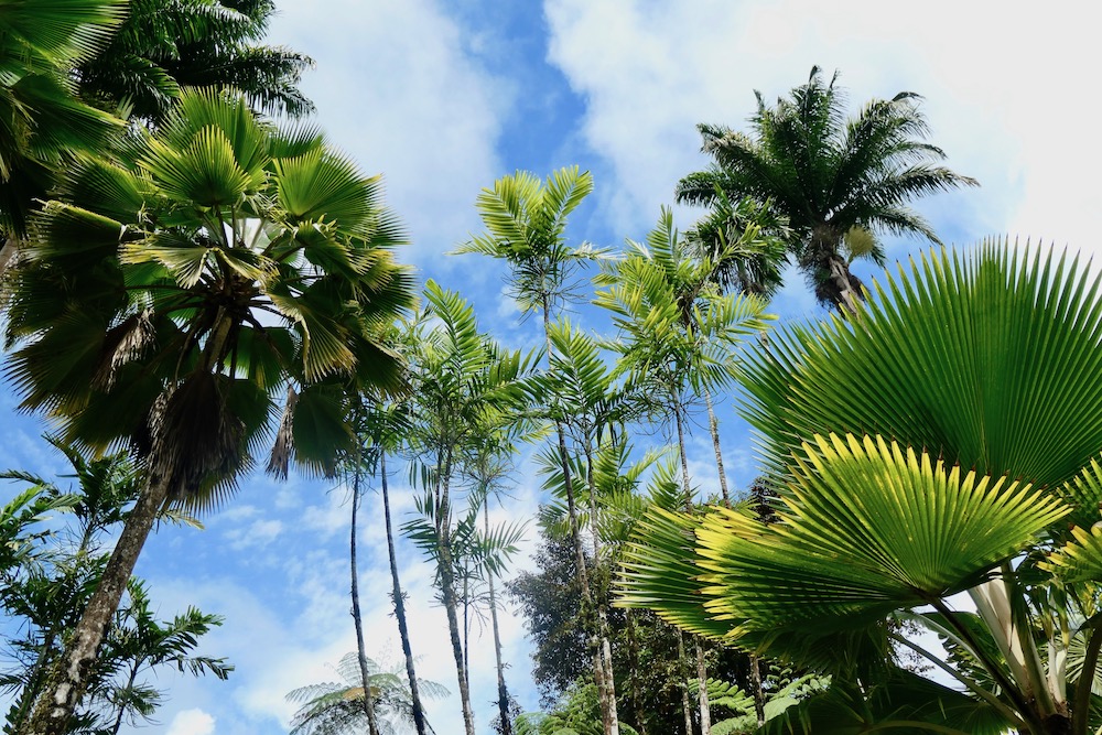 Palmen Martinique