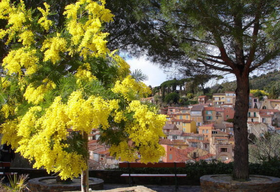 Bormes Les Mimosas Dorf