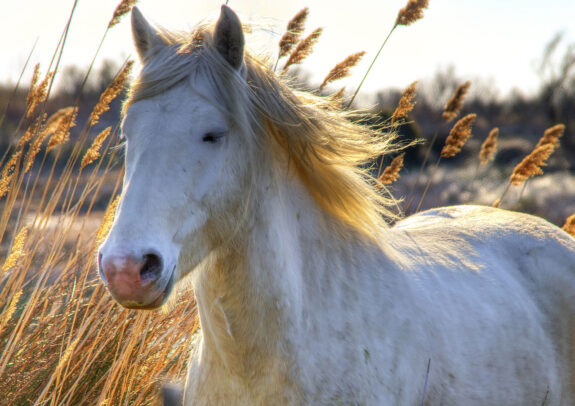 Wildpferde in der Camargue