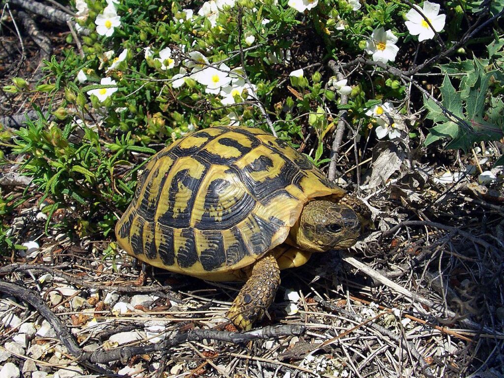 Hermann-Schildkröten in der Provence 
