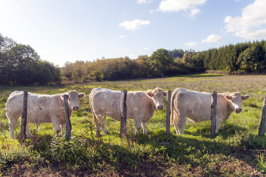 Charolais-Kühe Morvan Bourgogne Herfst Nature