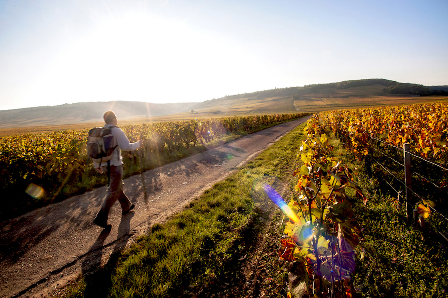 Cote des Nuits Bourgogne Herbst