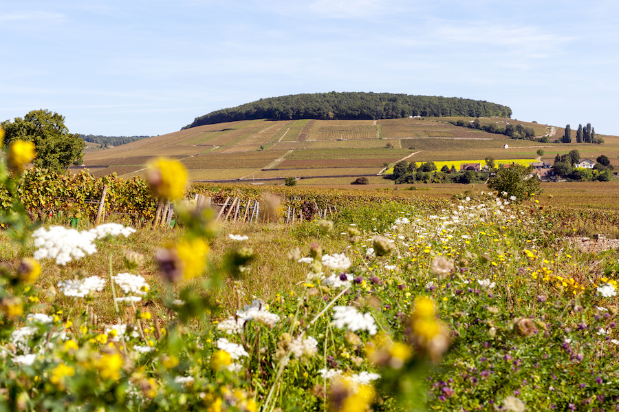 Weinberge Corton Bourgogne Herbst
