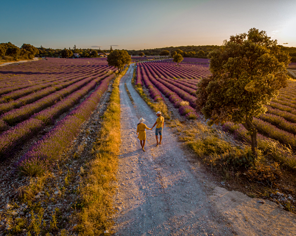 Ardèche lavendel 