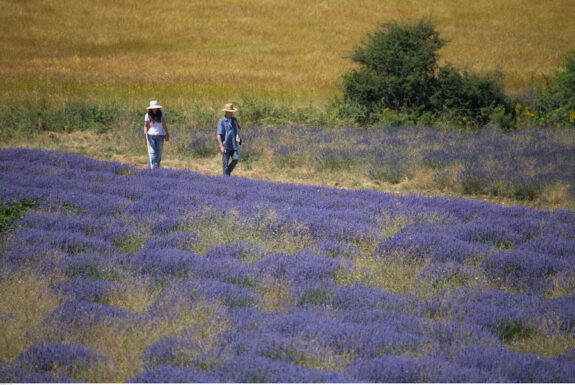 Wanderungen im Vaucluse