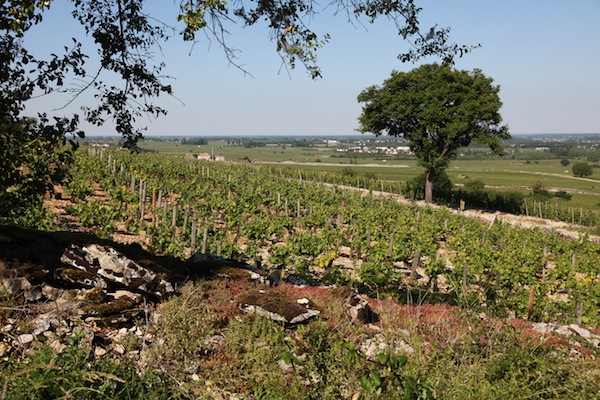 Landschaft von Burgund