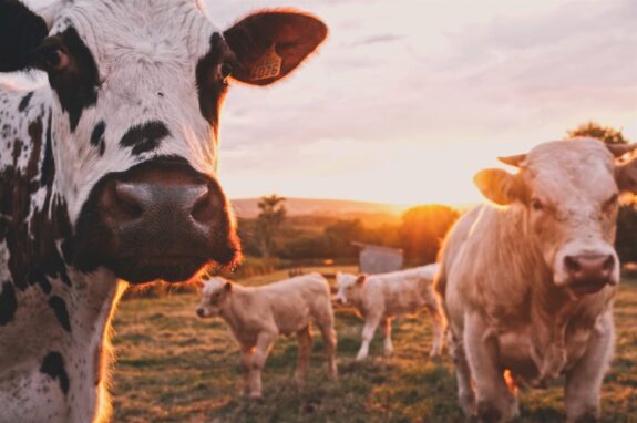 Bourgogne charolais