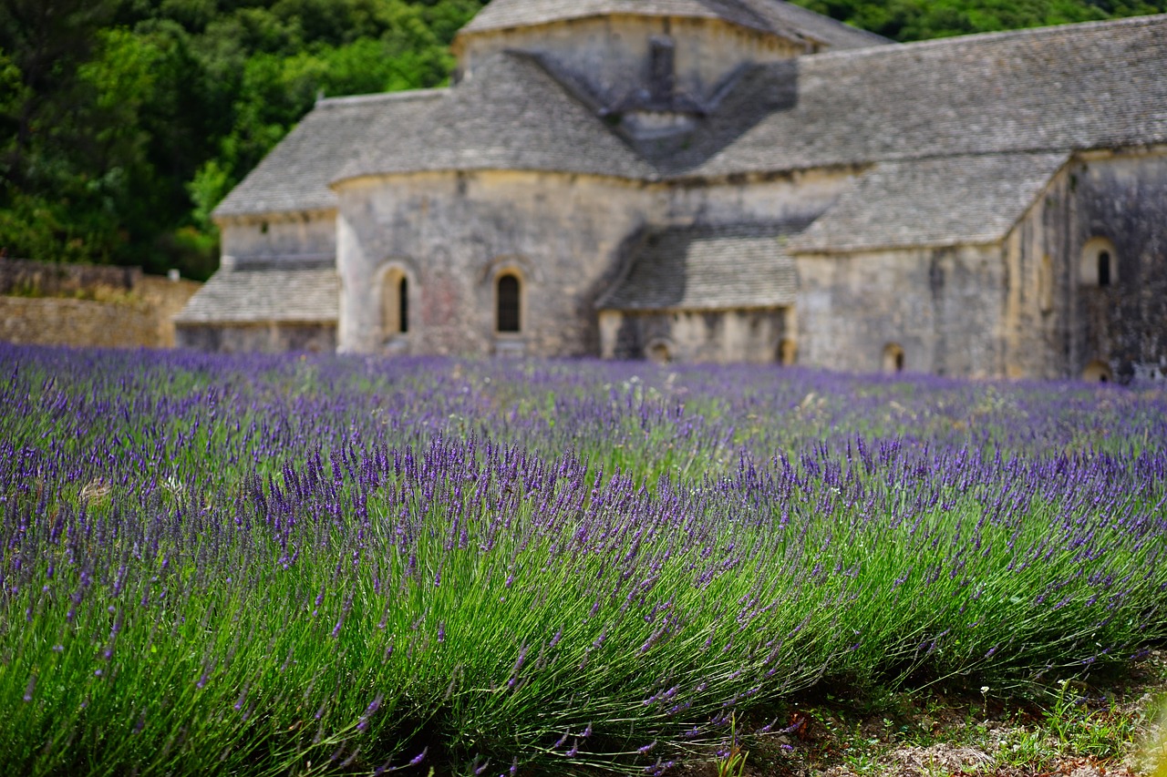 lavender Provence