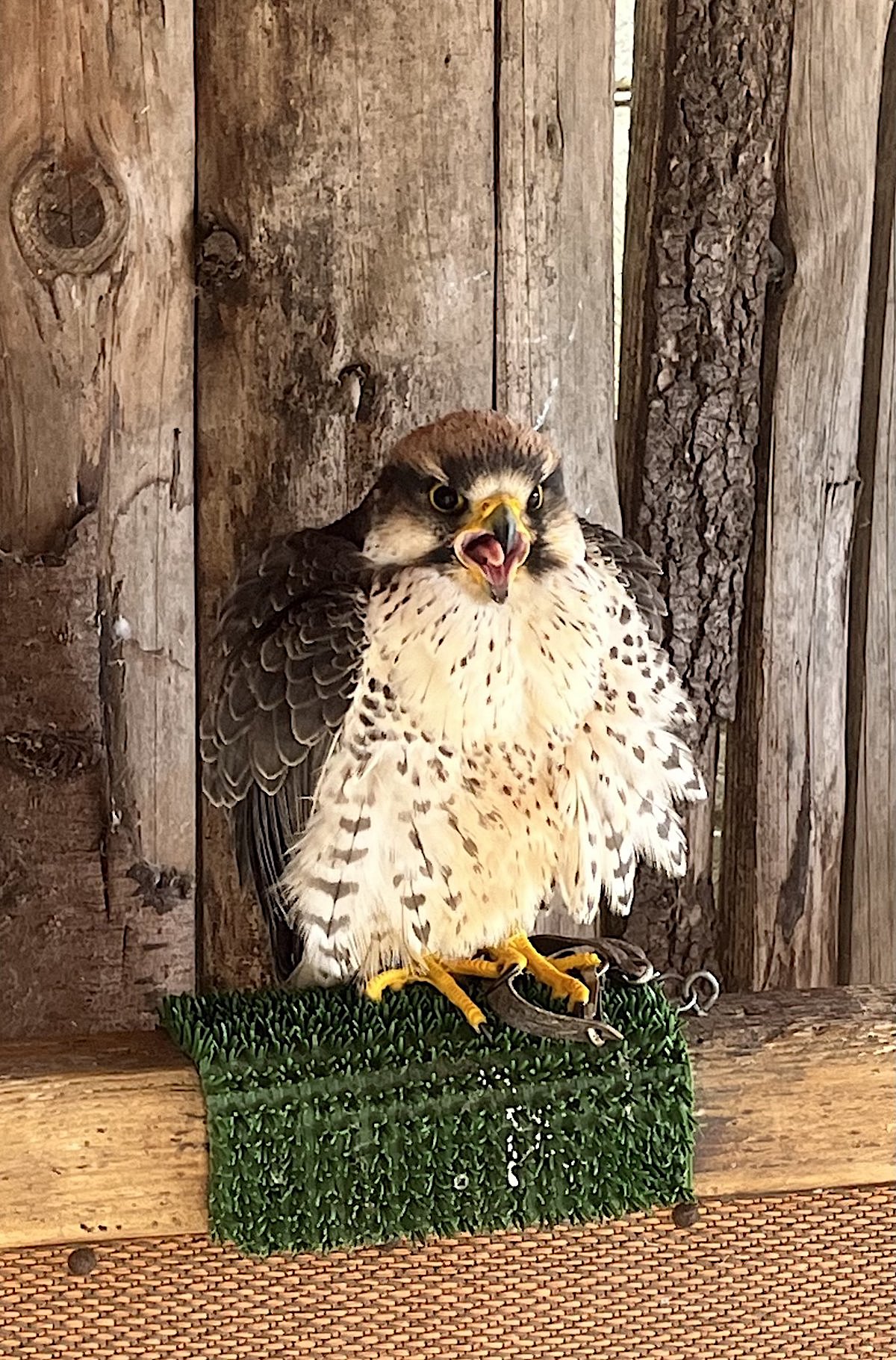 Chauvigny bij Poitiers roofvogelshow