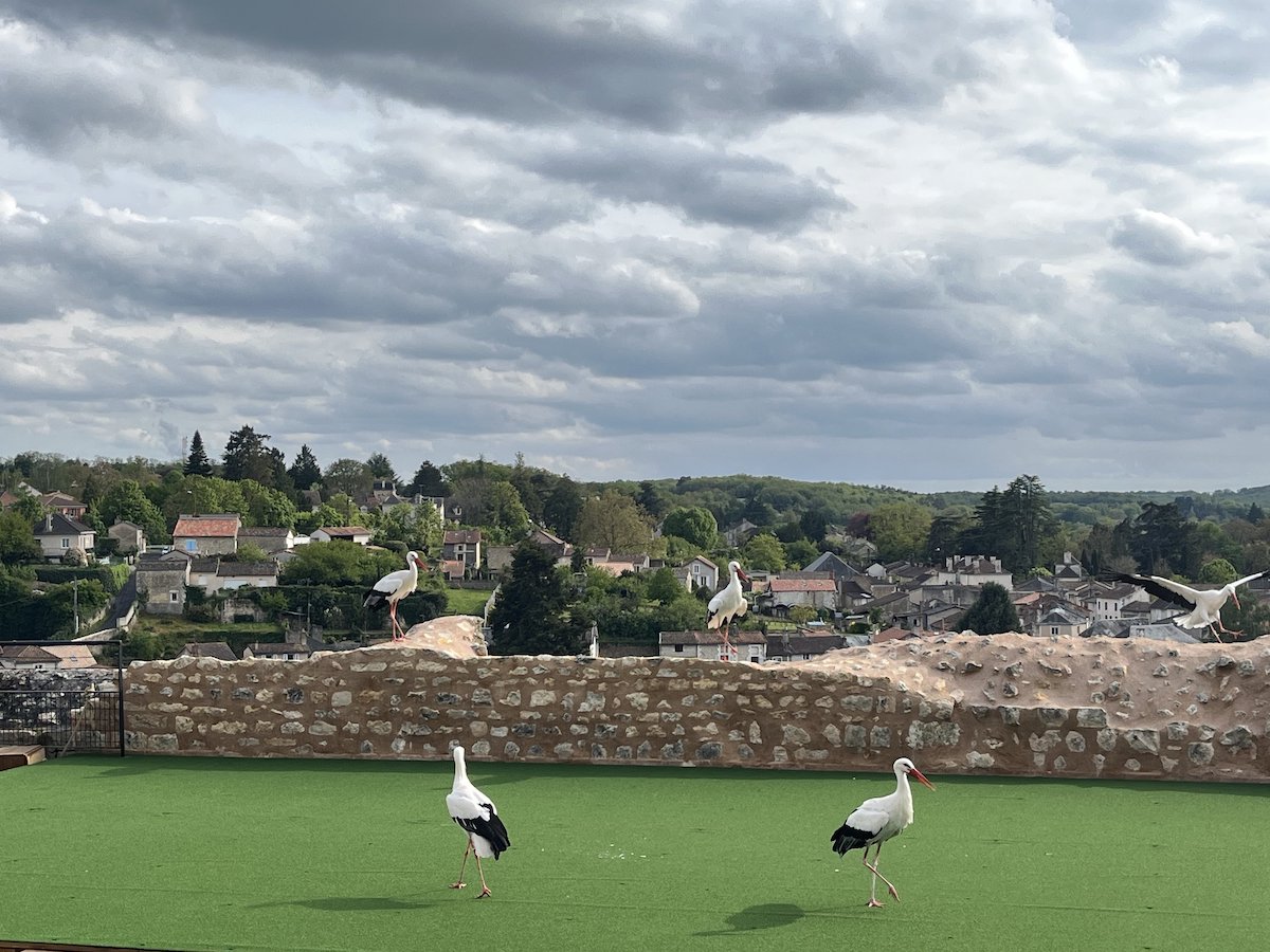 Chauvigny bij Poitiers roofvogelshow