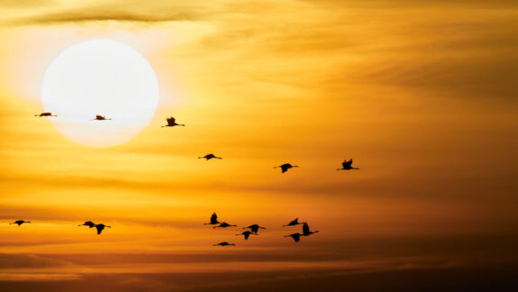 trekvogels kraanvogels