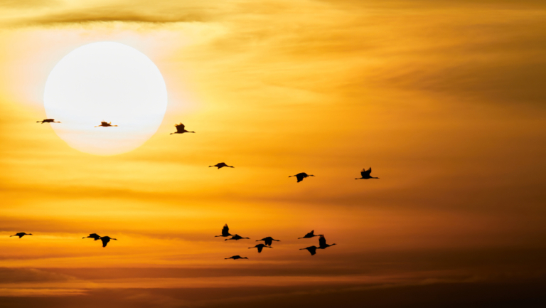 trekvogels kraanvogels