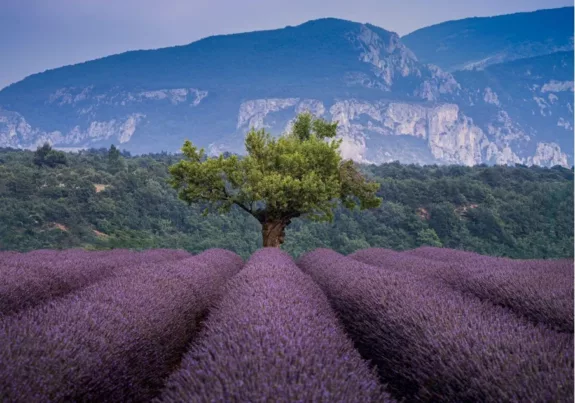 Provence